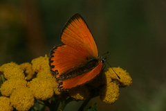 Scarce Copper (Lycaena virgaureae)