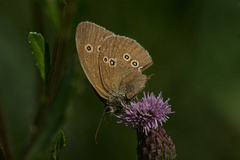 Ringlet (Aphantopus hyperantus)