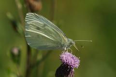 Liten kålsommerfugl (Pieris rapae)