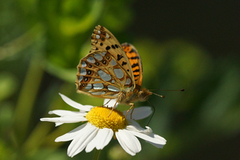 Queen of Spain Fritillary (Issoria lathonia)