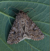 Kløverheifly (Anarta trifolii)