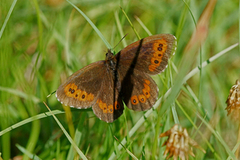 Fløyelsringvinge (Erebia ligea)