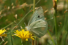 Liten kålsommerfugl (Pieris rapae)