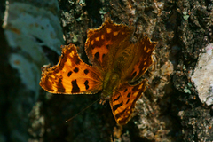 Comma Butterfly (Polygonia c-album)