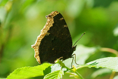 Sørgekåpe (Nymphalis antiopa)