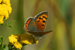 Ildgullvinge (Lycaena phlaeas)