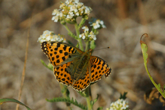 Sølvkåpe (Issoria lathonia)