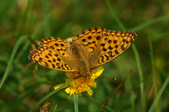High Brown Fritillary (Argynnis adippe)