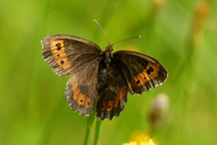 Arran Brown (Erebia ligea)