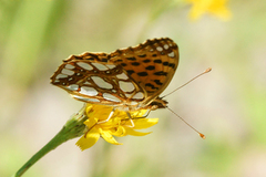 Queen of Spain Fritillary (Issoria lathonia)