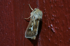 Antler Moth (Cerapteryx graminis)