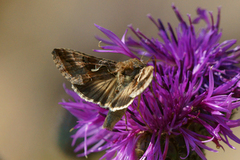 Silver Y (Autographa gamma)