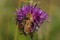 Antler Moth (Cerapteryx graminis)