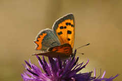 Ildgullvinge (Lycaena phlaeas)