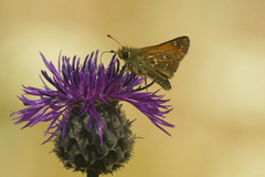 Kommasmyger (Hesperia comma)