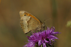 Meadow Brown (Maniola jurtina)