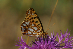 Sølvkåpe (Issoria lathonia)