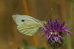 Large White (Pieris brassicae)