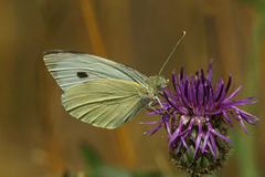 Stor kålsommerfugl (Pieris brassicae)