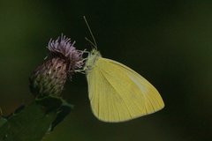 Small White (Pieris rapae)
