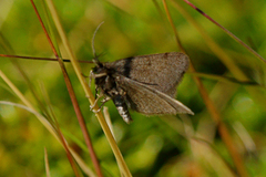 Pjuskemåler (Macaria fusca)