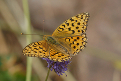 High Brown Fritillary (Argynnis adippe)