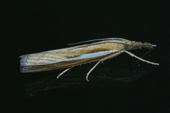 Okernebbmott (Agriphila tristella)