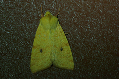 The Sallow (Xanthia icteritia)