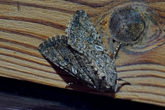 Glaucous Shears (Papestra biren)