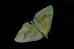 Yellow Shell (Camptogramma bilineata)