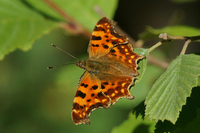 Hvit c (Polygonia c-album)