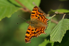 Comma Butterfly (Polygonia c-album)