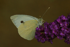 Large White (Pieris brassicae)