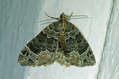 Small Phoenix (Ecliptopera silaceata)
