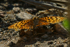 Queen of Spain Fritillary (Issoria lathonia)