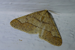 Dotted Border (Agriopis marginaria)