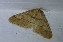 Vårfrostmåler (Agriopis marginaria)