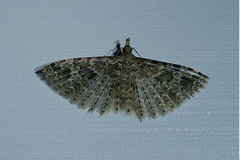 Many-plumed Moth (Alucita hexadactyla)