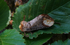 Buff-tip (Phalera bucephala)