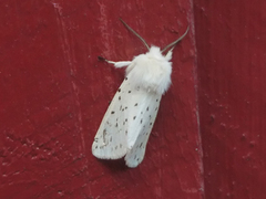 White Ermine (Spilosoma lubricipeda)