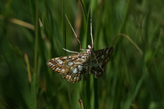 Flekkdammott (Elophila nymphaeata)