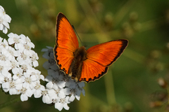 Scarce Copper (Lycaena virgaureae)