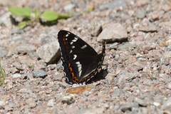 Ospesommerfugl (Limenitis populi)