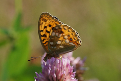 High Brown Fritillary (Argynnis adippe)
