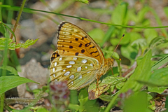 Dark Green Fritillary (Argynnis aglaja)