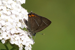 Almestjertvinge (Satyrium w-album)