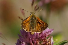 Large Skipper (Ochlodes sylvanus)