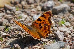 Comma Butterfly (Polygonia c-album)