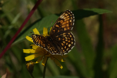 Mørk rutevinge (Melitaea diamina)