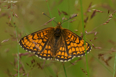 Heath Fritillary (Melitaea athalia)